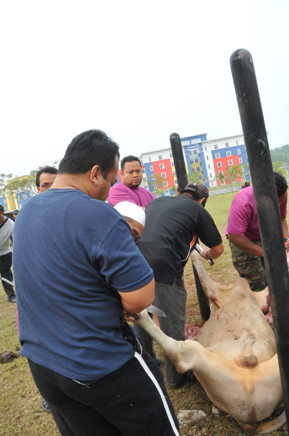 PRO15 150 KORBAN HAS 6762